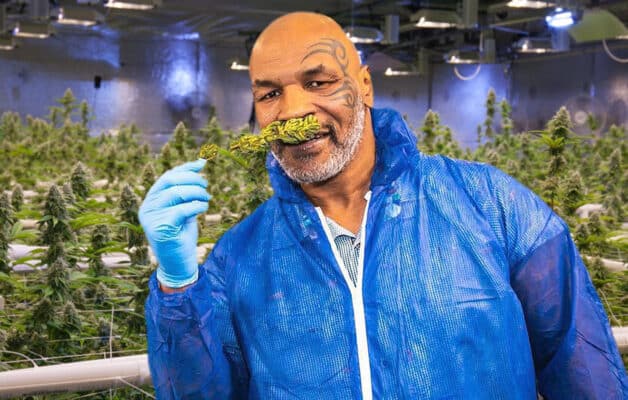 Mike Tyson gagne plus de 500 000 dollars par mois grâce à sa verdure