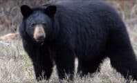 Une famille américaine consomme des brochettes d'ours mal cuites et finit infectée