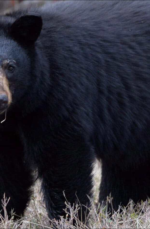 Une famille américaine consomme des brochettes d'ours mal cuites et finit infectée