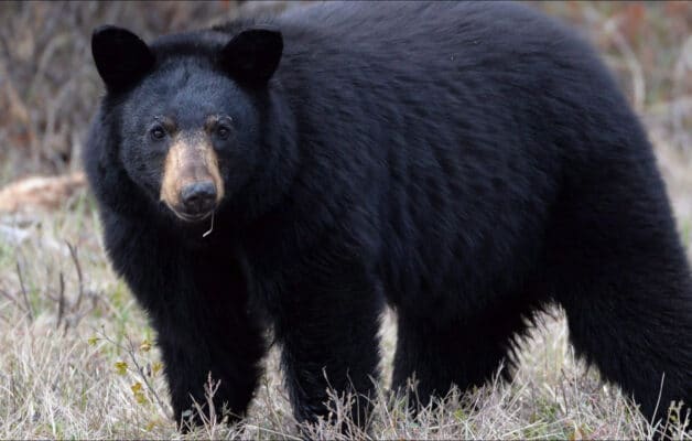 Une famille américaine consomme des brochettes d'ours mal cuites et finit infectée