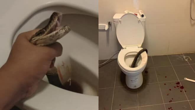 Mordu aux parties intimes par un serpent aux toilettes, il se bat avec l’animal